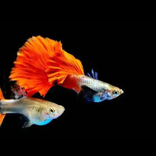 Play Panduan Budidaya Ikan Guppy as an online game Panduan Budidaya Ikan Guppy with UptoPlay