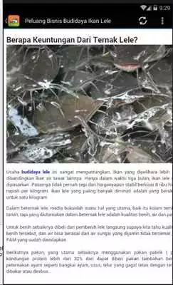 Play Panduan Budidaya Lele