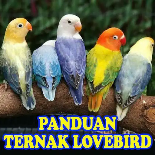 Play Panduan Cara Ternak Lovebird APK Play Panduan Cara Ternak Lovebird APK