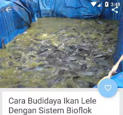 Play Panduan Lengkap Budidaya Lele Bioflok