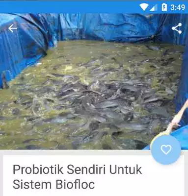 Play Panduan Lengkap Budidaya Lele Bioflok