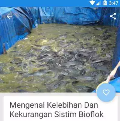Play Panduan Lengkap Budidaya Lele Bioflok