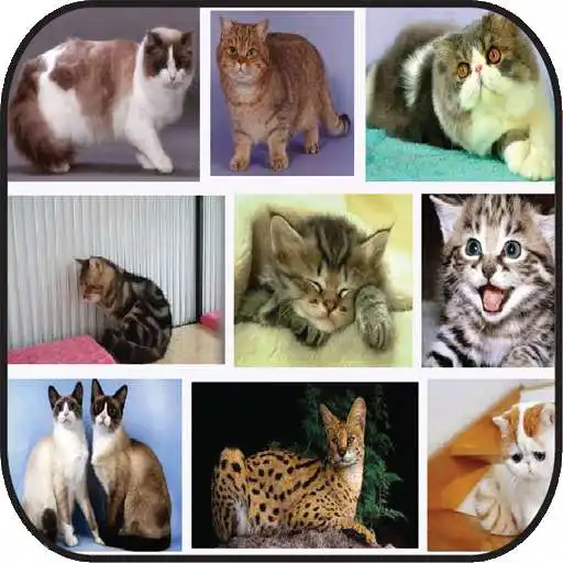 Play Panduan Lengkap Kucing APK