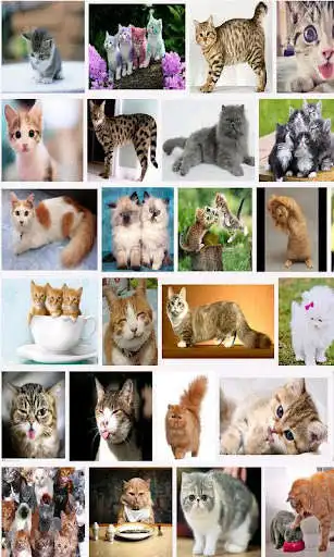 Play Panduan Lengkap Kucing and enjoy Panduan Lengkap Kucing with UptoPlay Play Panduan Lengkap Kucing and enjoy Panduan Lengkap Kucing with UptoPlay