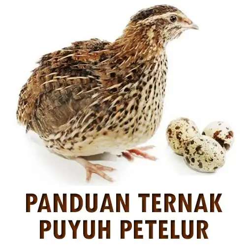 Play Panduan Ternak Puyuh Petelur APK