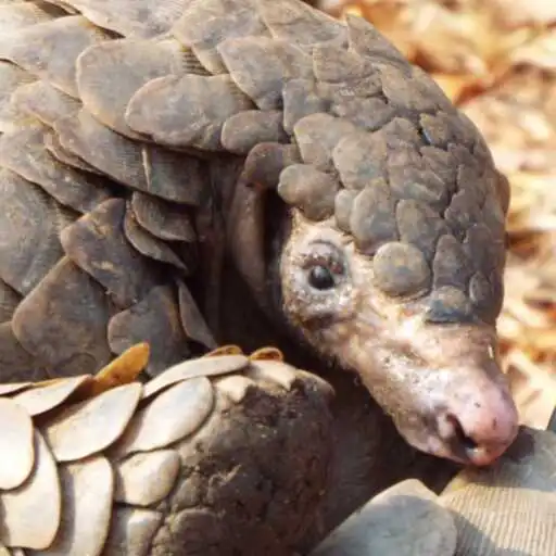 Play Pangolin Wallpaper APK