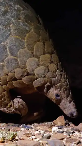 Play Pangolin Wallpaper  and enjoy Pangolin Wallpaper with UptoPlay