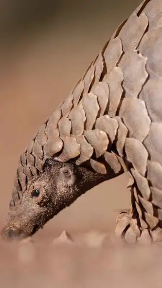 Play Pangolin Wallpaper as an online game Pangolin Wallpaper with UptoPlay