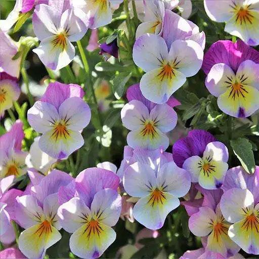 Play Pansy: HD Flower Wallpapers and Backgrounds APK Play Pansy: HD Flower Wallpapers and Backgrounds APK