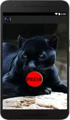 Play Panther leopard animal sounds