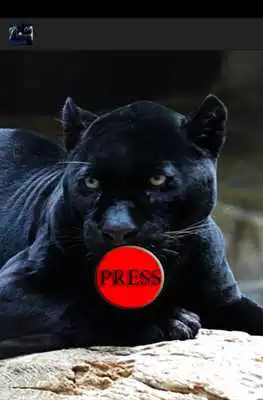 Play Panther leopard animal sounds