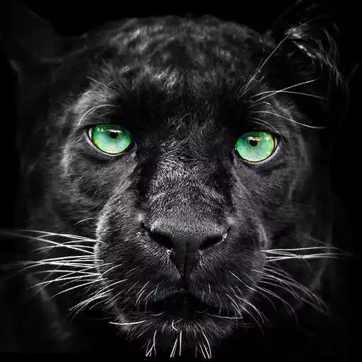 Free play online Panther Wallpaper APK