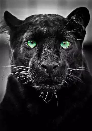 Play Panther Wallpaper  and enjoy Panther Wallpaper with UptoPlay