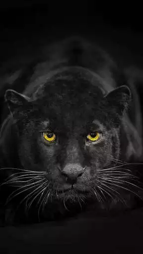 Play Panther Wallpaper as an online game Panther Wallpaper with UptoPlay
