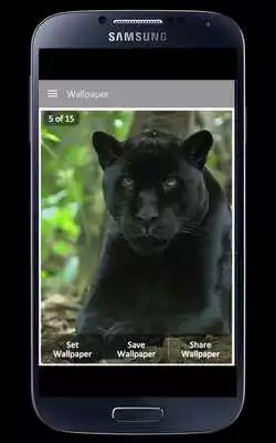 Play Panther Wallpaper