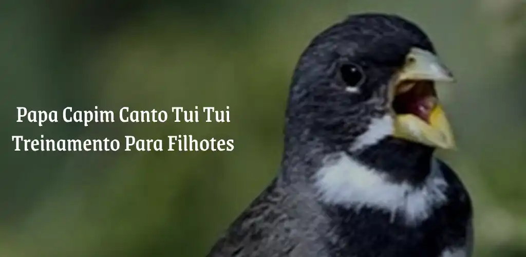 Play Papa Capim Canto Tui Tui  and enjoy Papa Capim Canto Tui Tui with UptoPlay