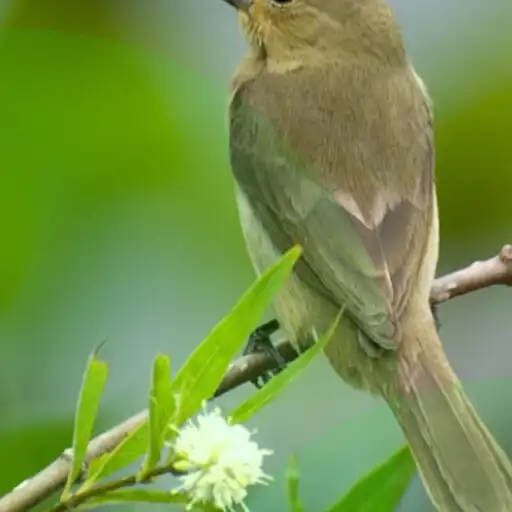 Play papa-capim fêmea para foguear APK