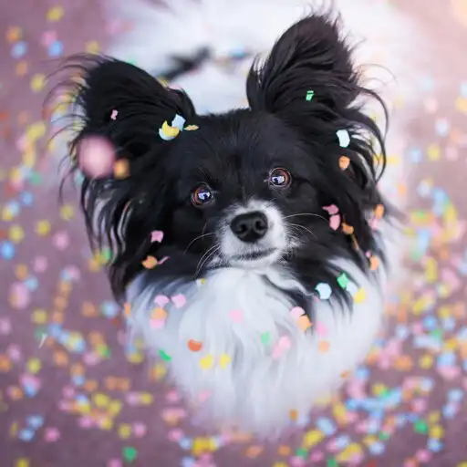 Play Papillon Dog APK Play Papillon Dog APK