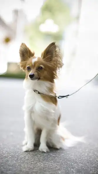 Play Papillon Dog  and enjoy Papillon Dog with UptoPlay