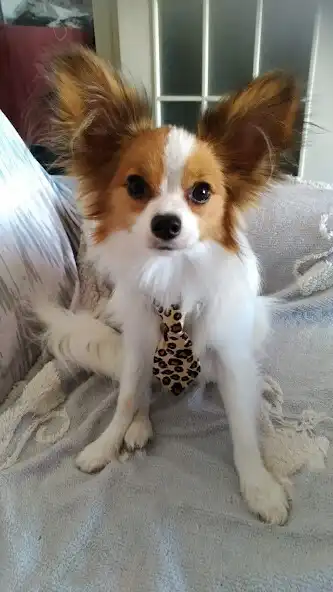 Play Papillon Dog as an online game Papillon Dog with UptoPlay