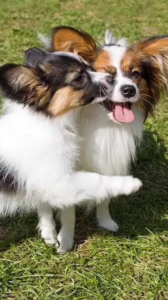 Play Papillon Dog Wallpaper  and enjoy Papillon Dog Wallpaper with UptoPlay