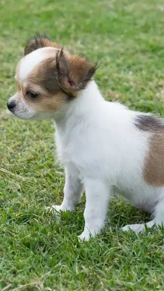 Play Papillon Dog Wallpaper as an online game Papillon Dog Wallpaper with UptoPlay