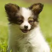 Free play online Papillons Dog Wallpapers APK