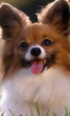 Play Papillons Dog Wallpapers