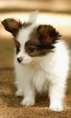 Play Papillons Dog Wallpapers