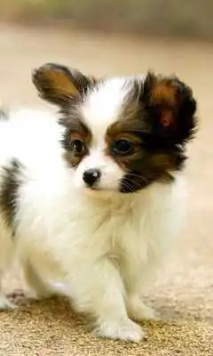 Play Papillons Dog Wallpapers
