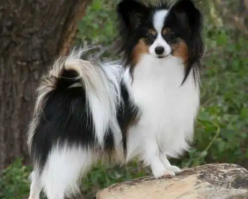 Play Papillons Dog Wallpapers