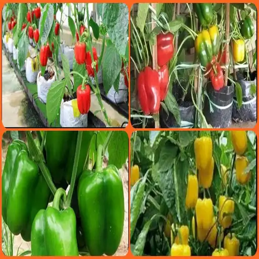 Play Paprika cultivation APK Play Paprika cultivation APK