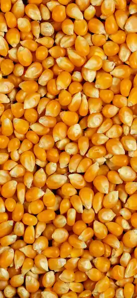 Play PAPRYCA and enjoy PAPRYCA with UptoPlay Play PAPRYCA and enjoy PAPRYCA with UptoPlay