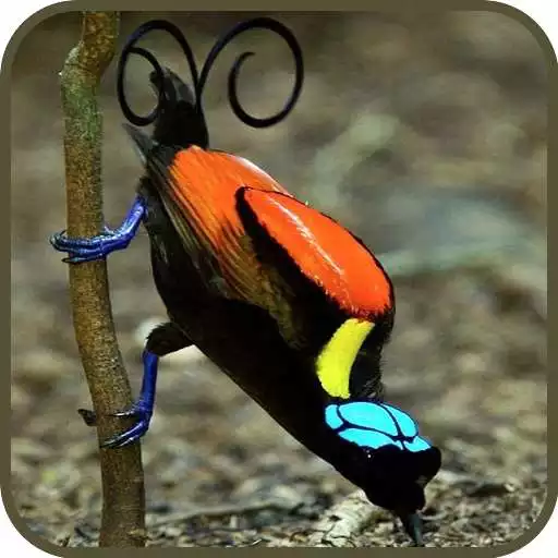 Play Paradise birds of Papua wallpaper APK Play Paradise birds of Papua wallpaper APK