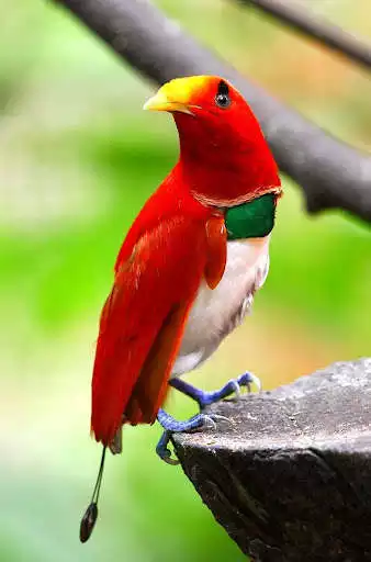Play Paradise birds of Papua wallpaper  and enjoy Paradise birds of Papua wallpaper with UptoPlay