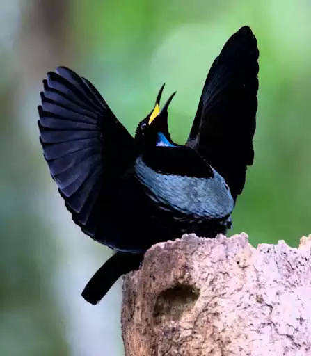 Play Paradise birds of Papua wallpaper as an online game Paradise birds of Papua wallpaper with UptoPlay