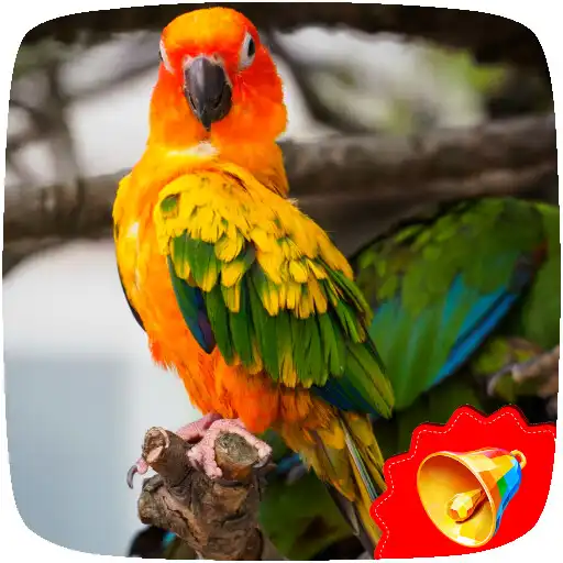 Play Parakeet Sounds APK Play Parakeet Sounds APK