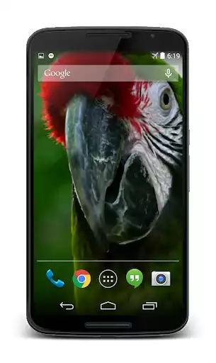 Play Parrot 3D Video Live Wallpaper