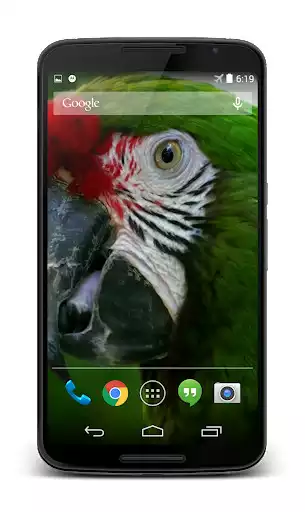 Play Parrot 3D Video Live Wallpaper
