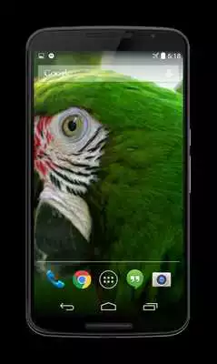 Play Parrot 3D Video Live Wallpaper