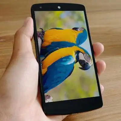 Play Parrot Bird