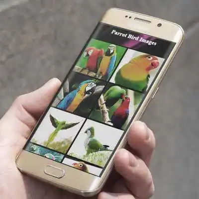 Play Parrot Bird