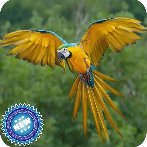 Play Parrot Bird Wallpaper APK