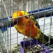 Free play online Parrot Cage Guide APK Free play online Parrot Cage Guide APK