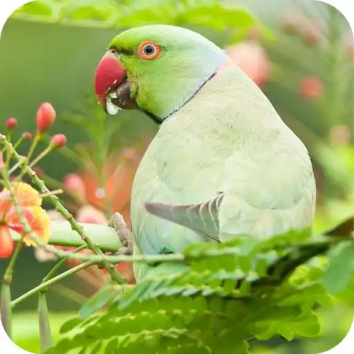 Play Parrot Full HD Wallpaper APK Play Parrot Full HD Wallpaper APK