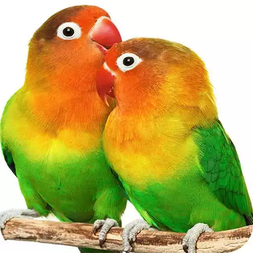 Free play online Parrot HD Wallpapers APK