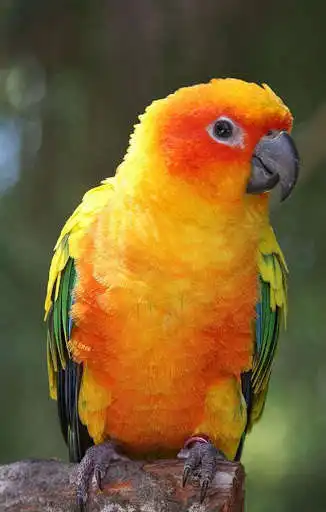 Play Parrot HD Wallpapers