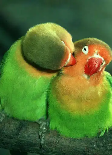 Play Parrot HD Wallpapers
