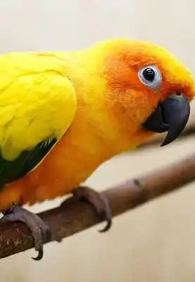 Play Parrot HD Wallpapers