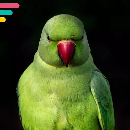 Free play online Parrot APK Free play online Parrot APK